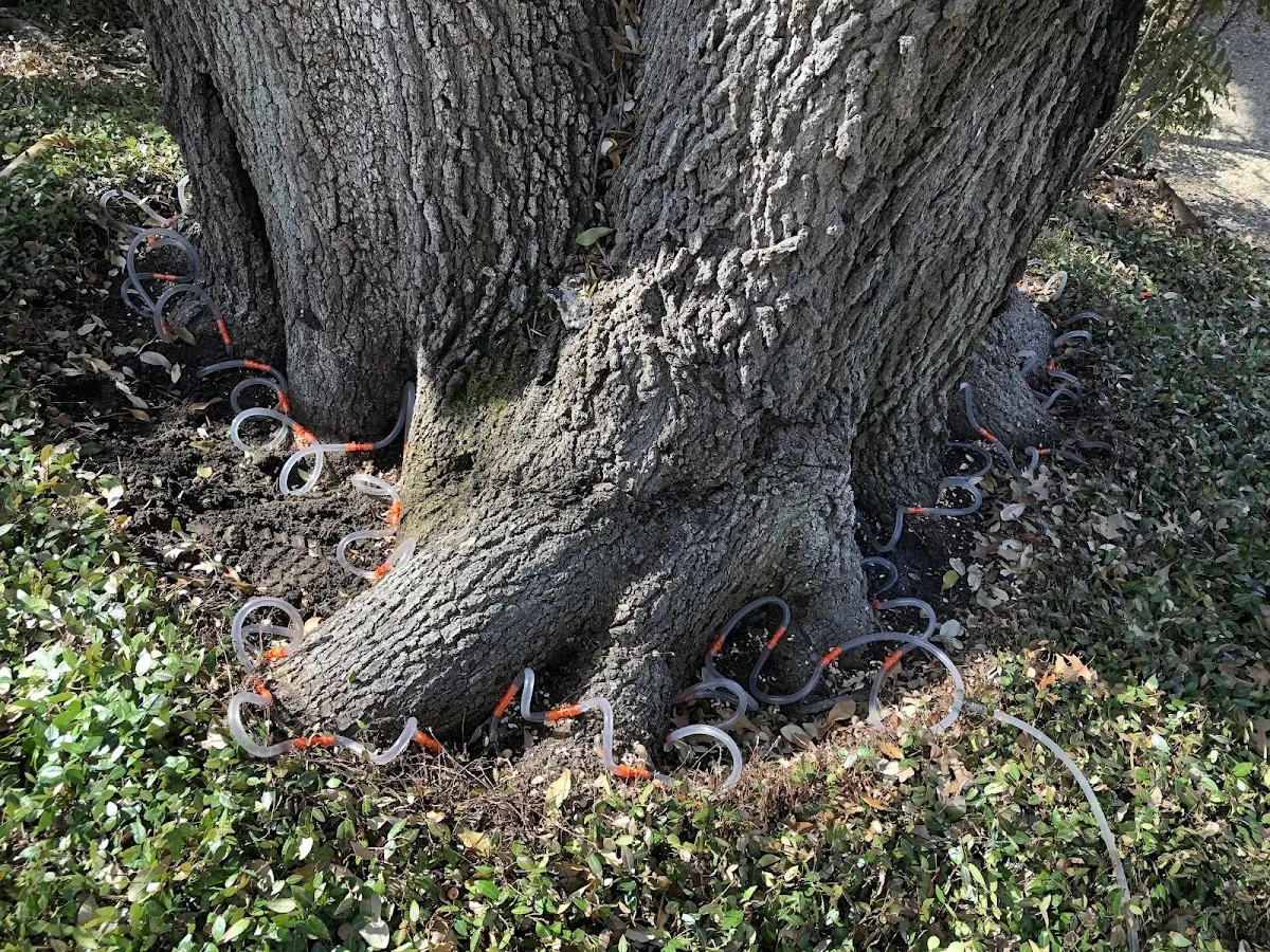 Detailed Tree Cabling and Bracing job site in What Cheer