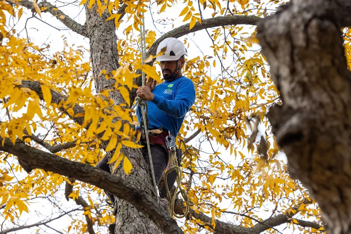 Skilled Tree Planting crew working in What Cheer