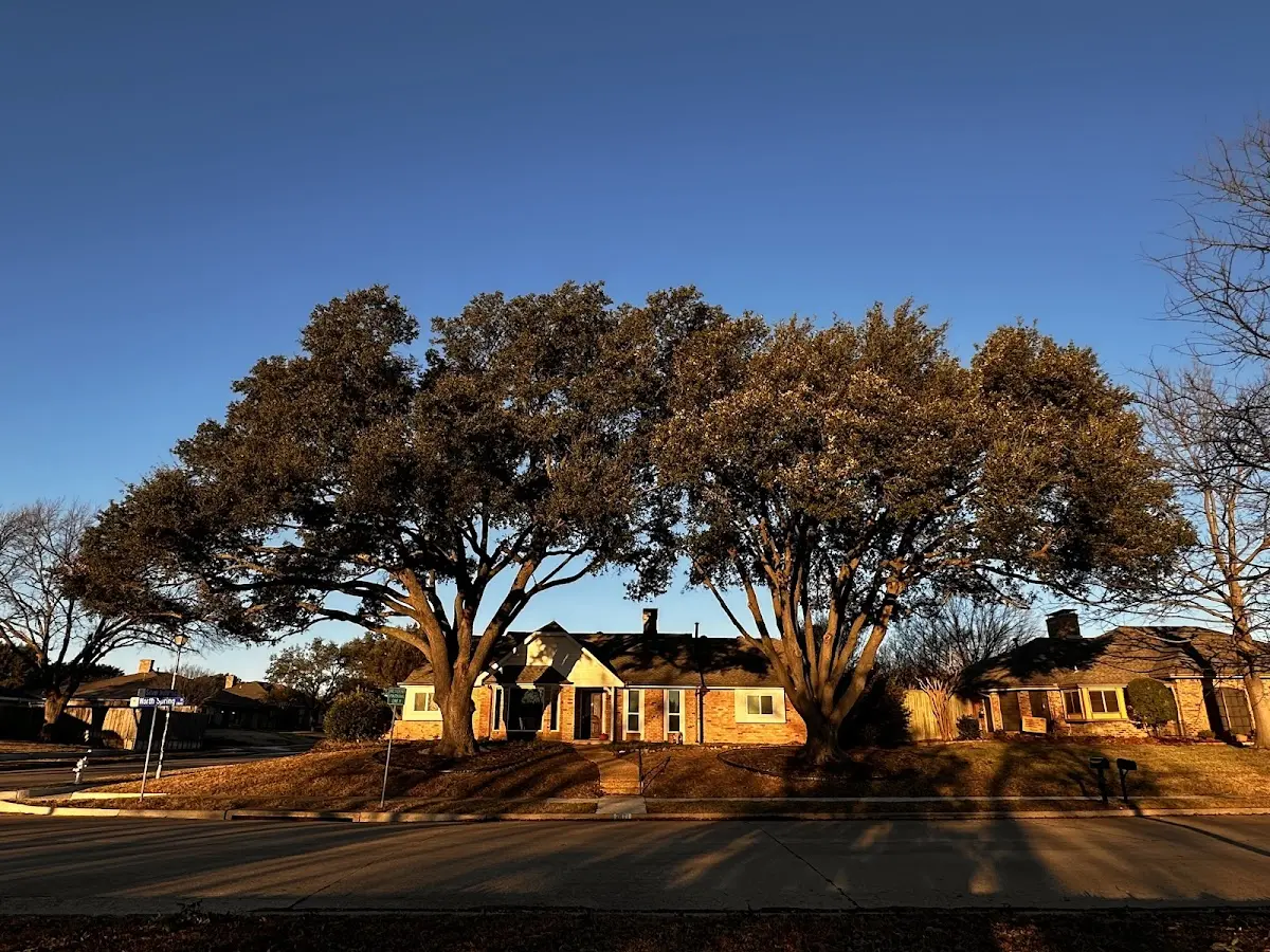 Established residential canopy tree shading a home in What Cheer